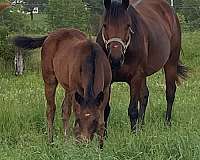 athletic-quarter-horse