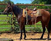 barrel-racing-quarter-horse