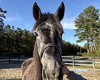 16-hand-draft-mare
