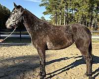 grey-draft-mare