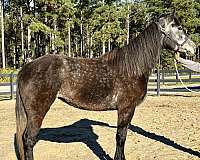 grey-mare-for-sale
