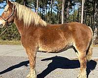 sorrel-belgian-mare