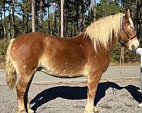 sorrel-mare-for-sale