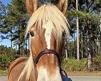 17-hand-belgian-mare