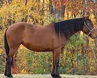 mustang-mare