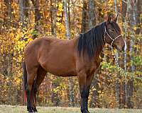 mustang-horse-for-sale