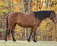 mustang-horse