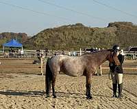 bay-roan-welsh-pony