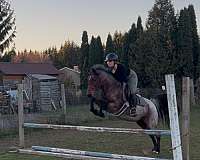 hunter-welsh-pony