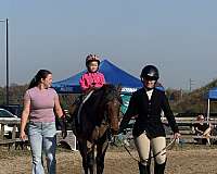 breeding-welsh-pony