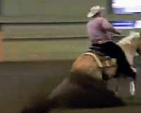 quarter-horse-for-sale