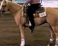 quarter-horse