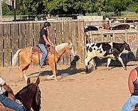 quarter-horse-gelding