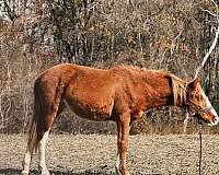 sorrel-draft-colt