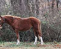blue-eyed-colt-yearling