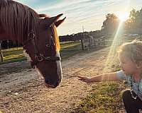 sorrel-colt-for-sale