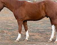 all-around-paint-horse