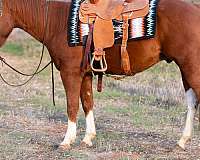 no-buck-bolt-paint-horse