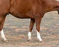 qualified-paint-horse