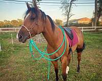 quarter-horse-gelding