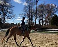 quarter-horse-for-sale