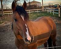 quarter-horse