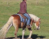 carriage-driving-haflinger-horse