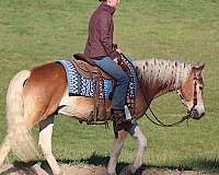 stripe-white-mane-tail