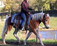 carriage-driving-horse