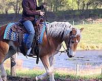 carriage-driving-gelding