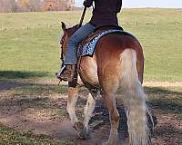 haflinger-horse