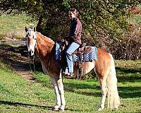 gelding-haflinger-horse