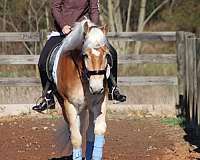 family-friendly-haflinger-horse