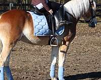 registered-haflinger-horse
