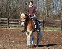 stripe-white-mane-tail-horse