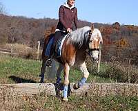 dressage-haflinger-horse