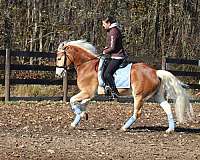 trail-ridden-haflinger-horse