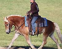 dressage-prospect-haflinger-horse
