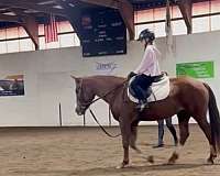 uncomplicated-pony