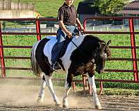 piebald-ridden-english-pony