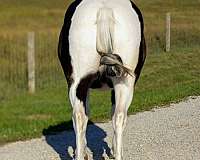 piebald-ridden-western-pony