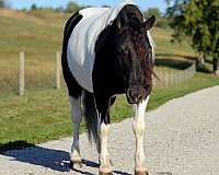 piebald-roping-pony