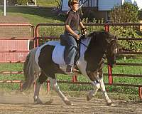 12-hand-piebald-pony