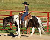 all-around-pony