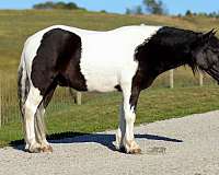 athletic-pony