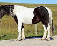 jumping-pony