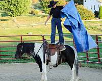 lesson-pony