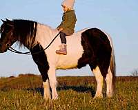 parade-pony