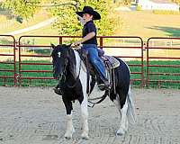 ridden-english-pony