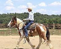 athletic-gypsy-vanner-horse